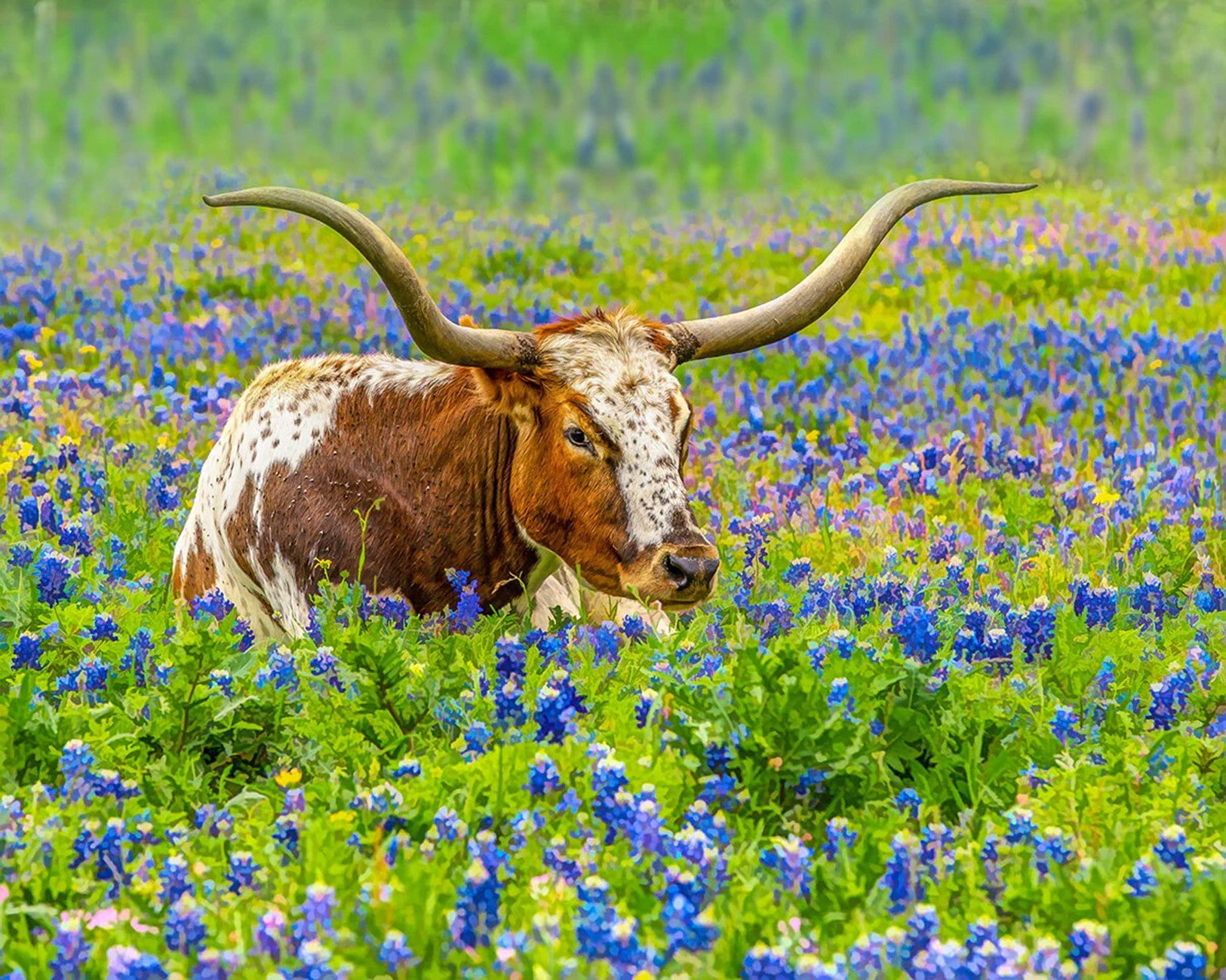 Longhorn in Bluebonnets Panel 20in x 16in