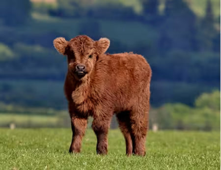 Highland Calf 20.3in x 15.75in