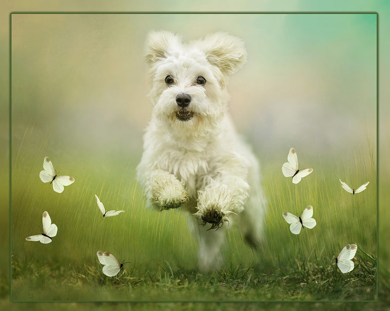 Here He Comes 19x15.25in Panel