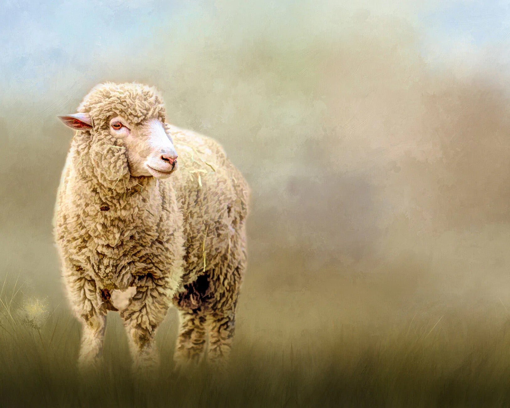 Solitary Sheep Panel 20in x 16in