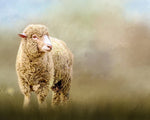 Solitary Sheep Panel 20in x 16in