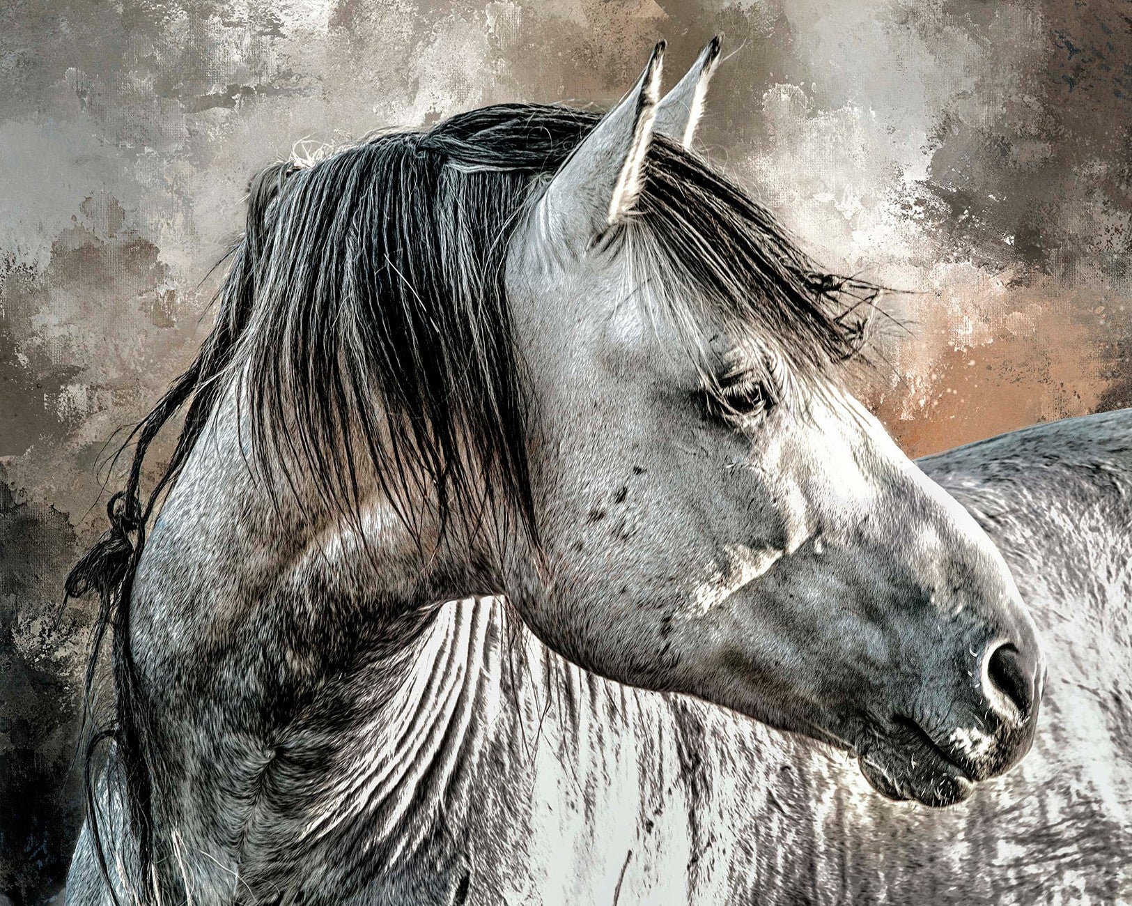 Gray Stallion Closeup 23.9in x 18in