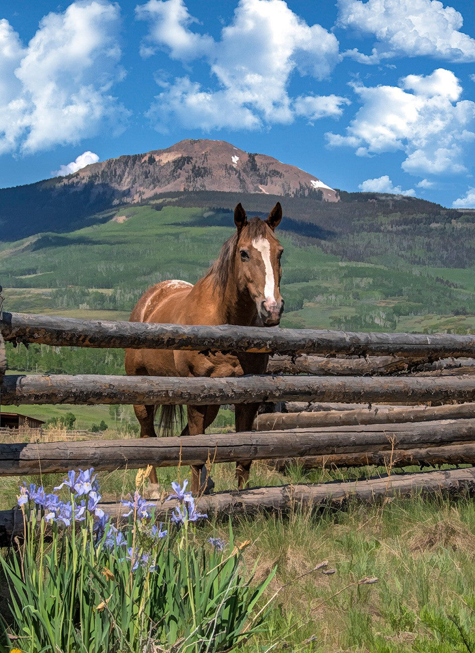 Mountain Horse 20in x 28in