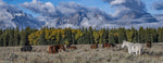Teton Horse Panorama Panel 36in x 14in