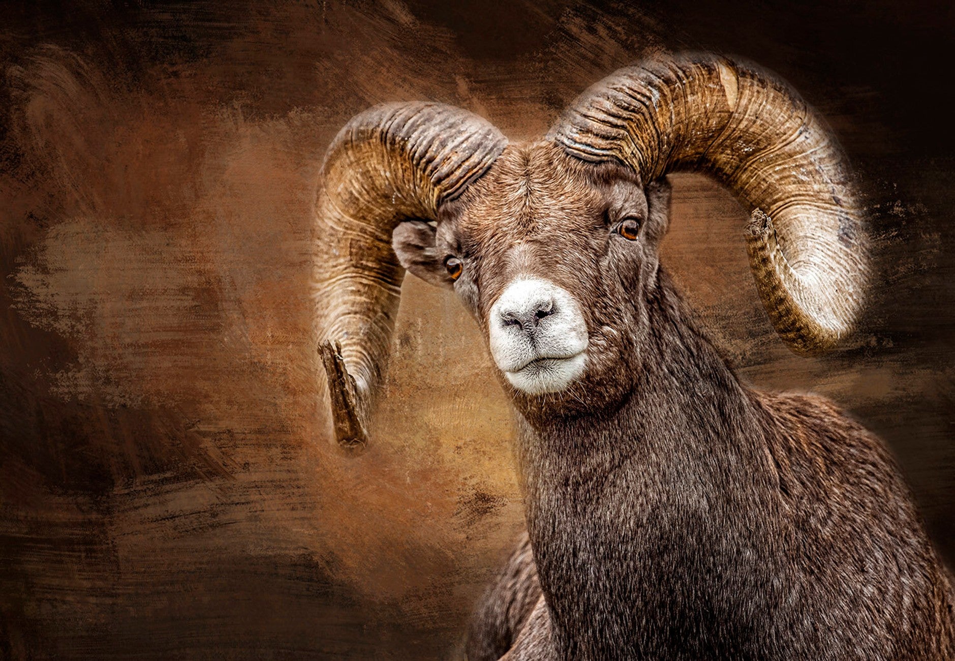 Bighorn Sheep Closeup 26in x 18in