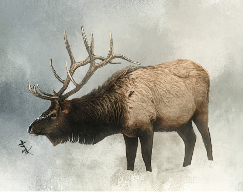 Bull Elk in Winter 18x14in Panel