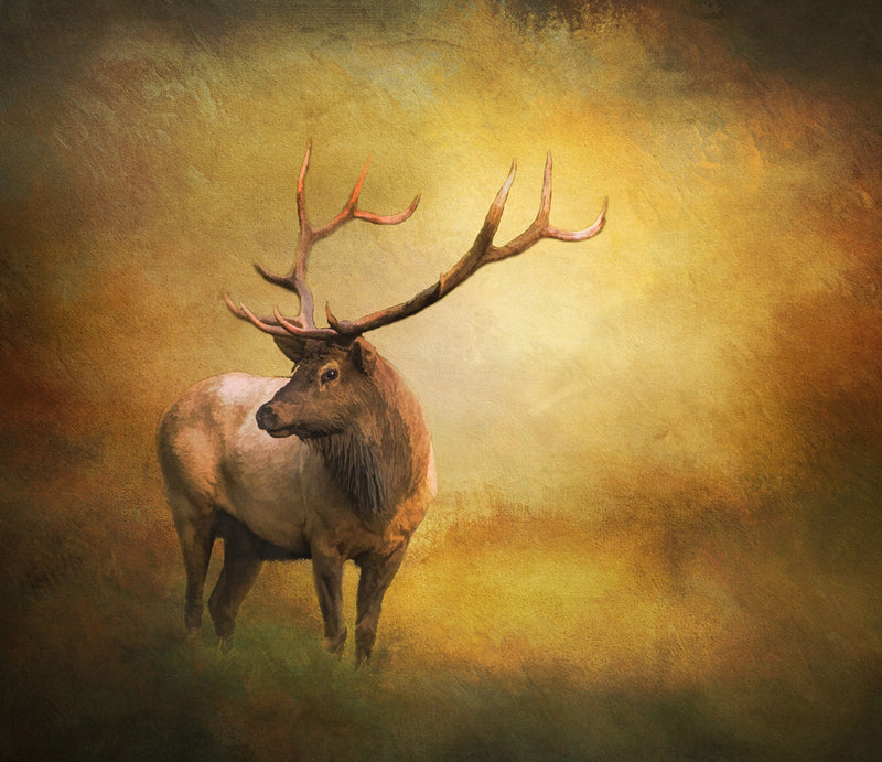 Bull Elk in Fall 28x24in Panel