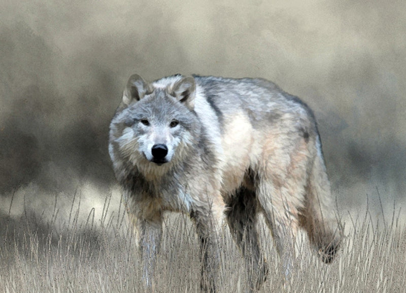 Full View Gray Wolf 21x15.25in Panel