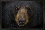 Black Bear Face Panel 24in x 16in