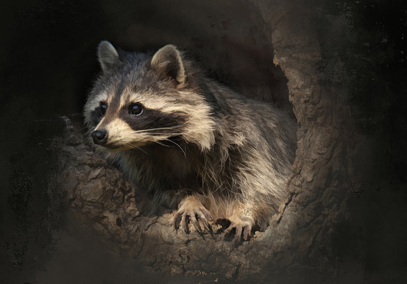 Single Baby Raccoon 20x14in Panel