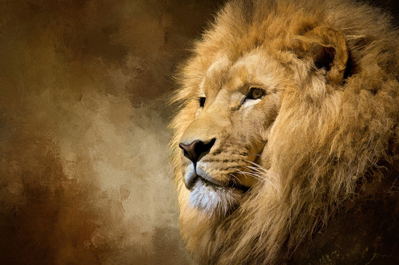 Male Lion in Repose 26.5x16.75in Panel