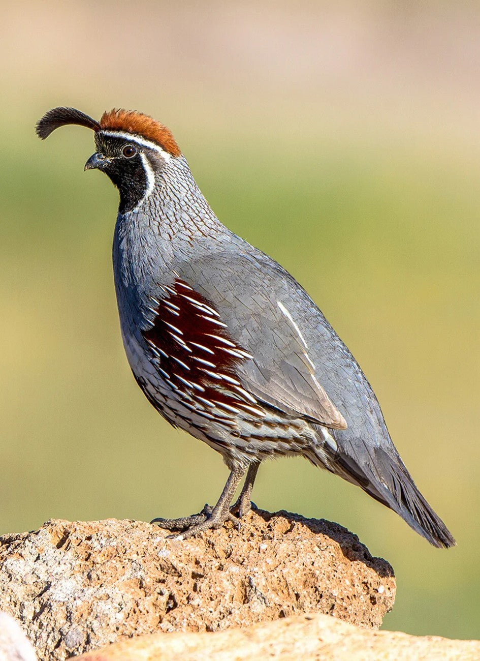 Gambel Quail Profile Panel 15in x 22in