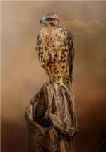 Looking for Dinner 14x20in Panel