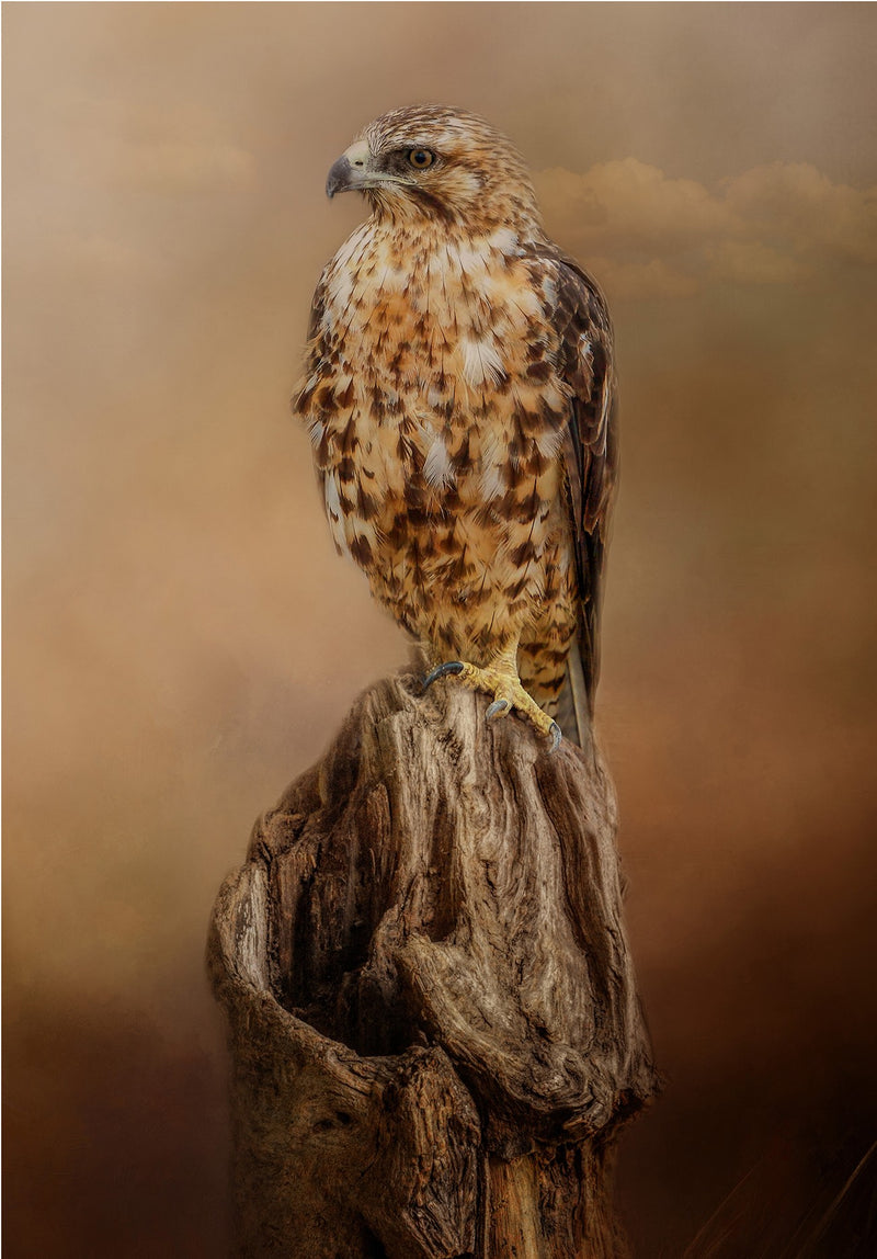 Looking for Dinner 14x20in Panel