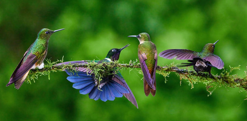 Family Meeting 33x16.5in Panel