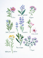 Botanical Sampler Cross Stitch Kit
