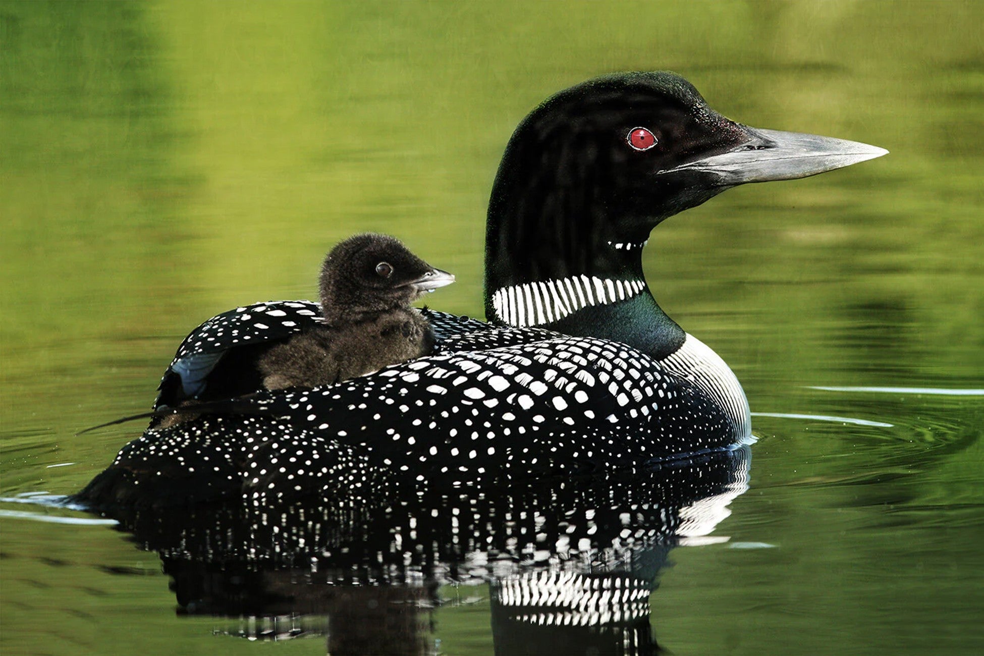 Loon Love Panel 24in x 14in