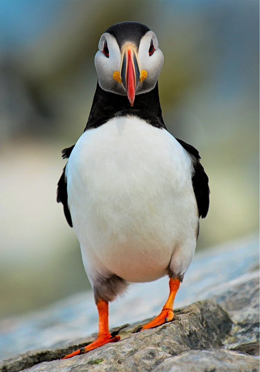 Single Puffin Panel 14in x 20in