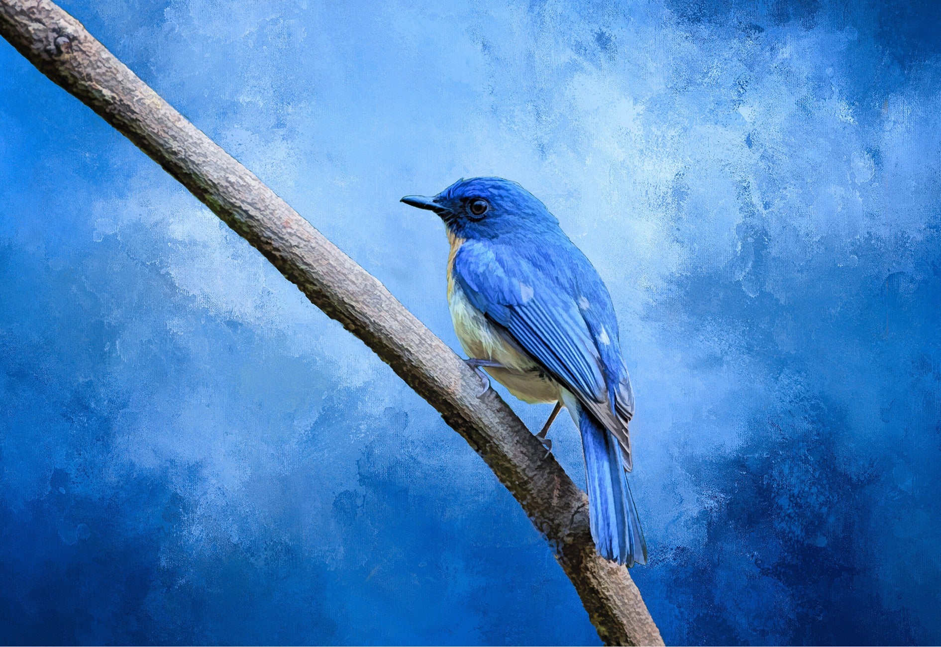 Mountain Bluebird 16in x 11in