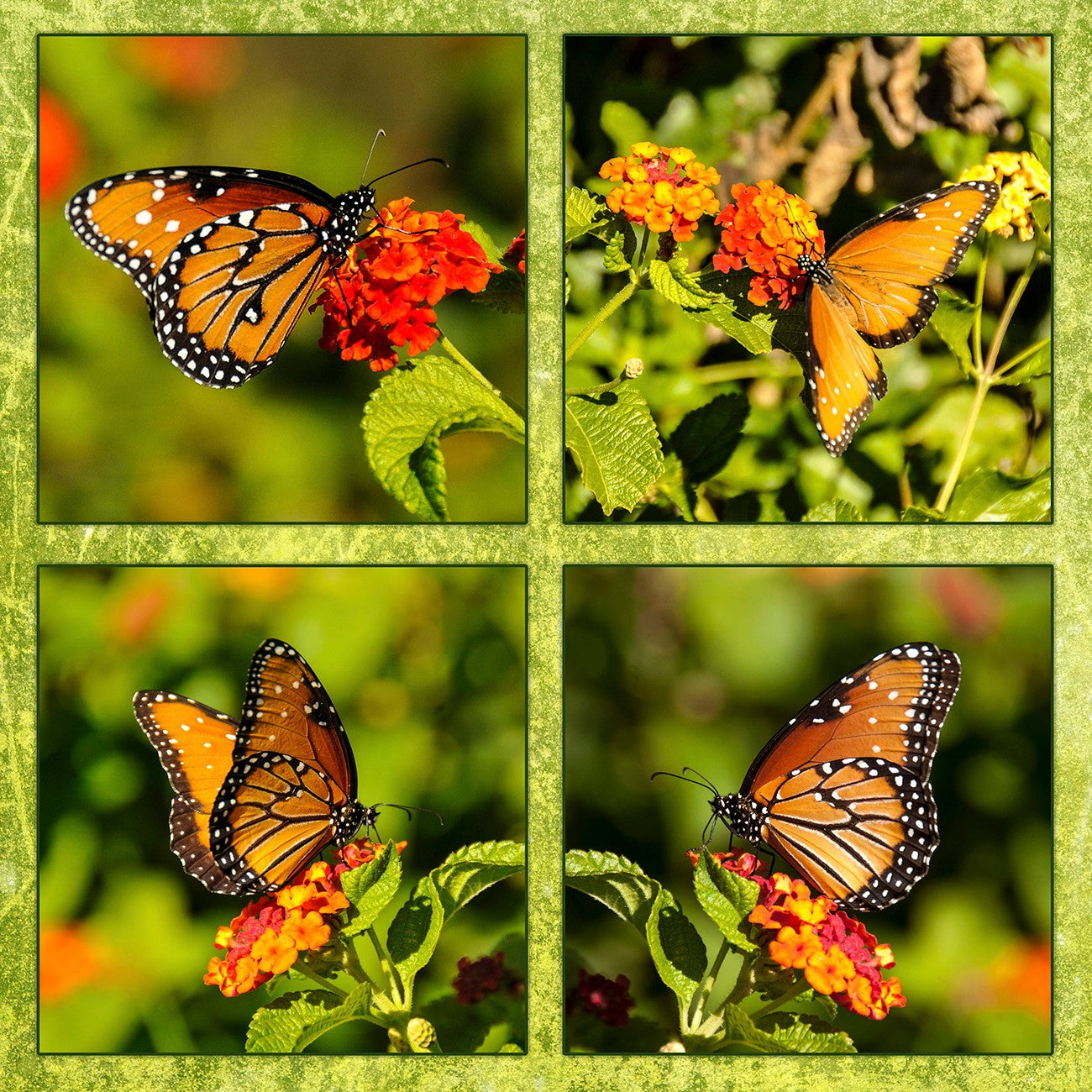 Four Monarchs 17in x 18in