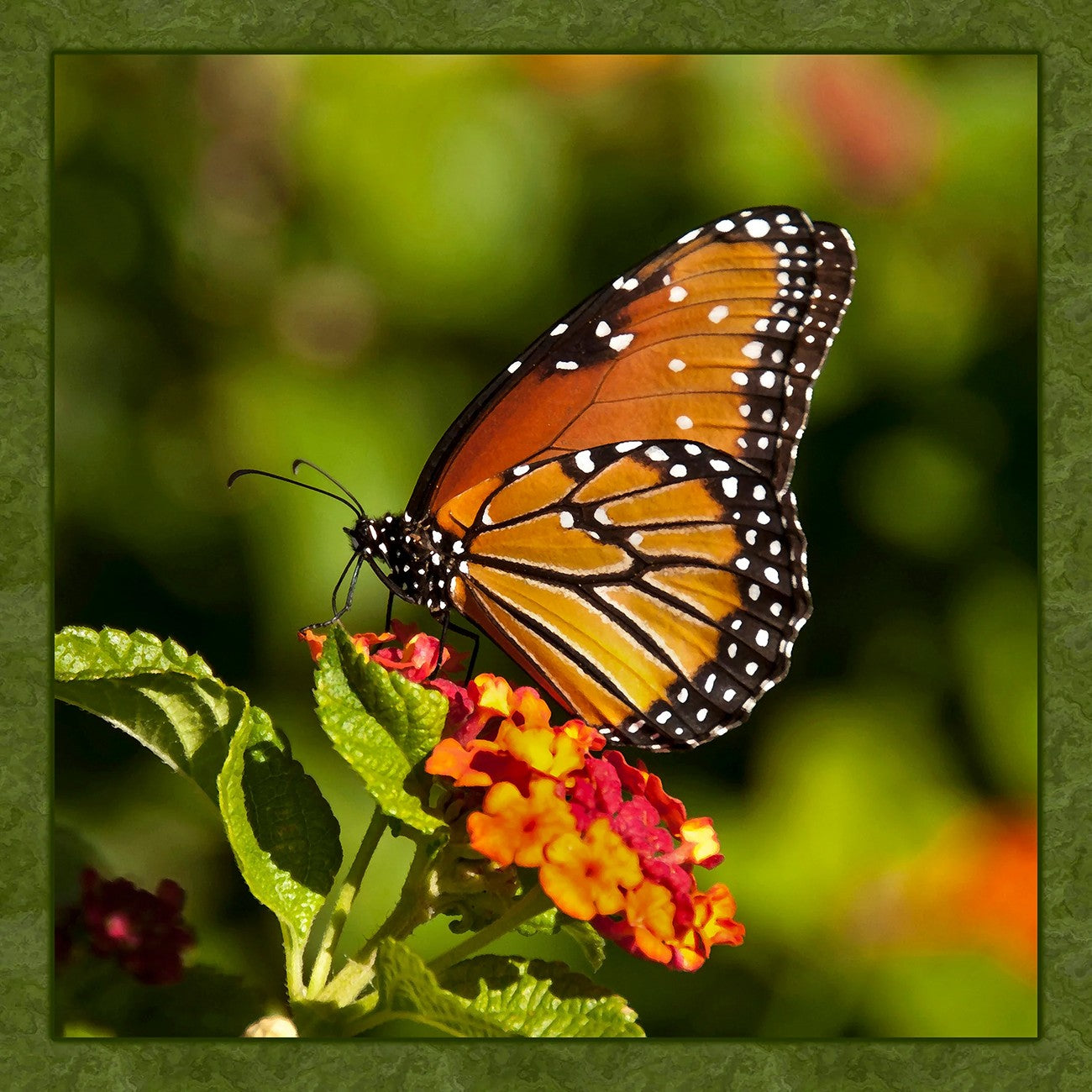 Single Monarch Panel 17in x 17in
