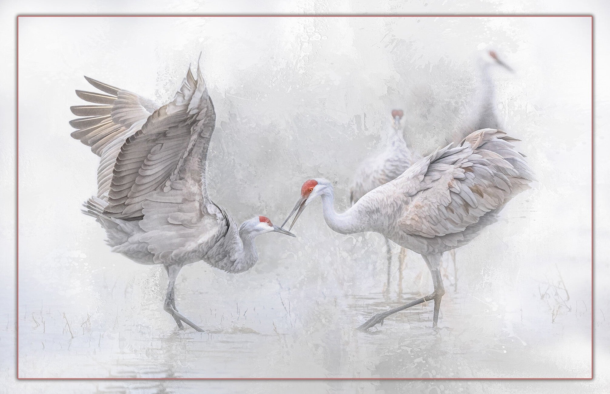 Sandhill Crane Mating Dance 24in x 15.5in