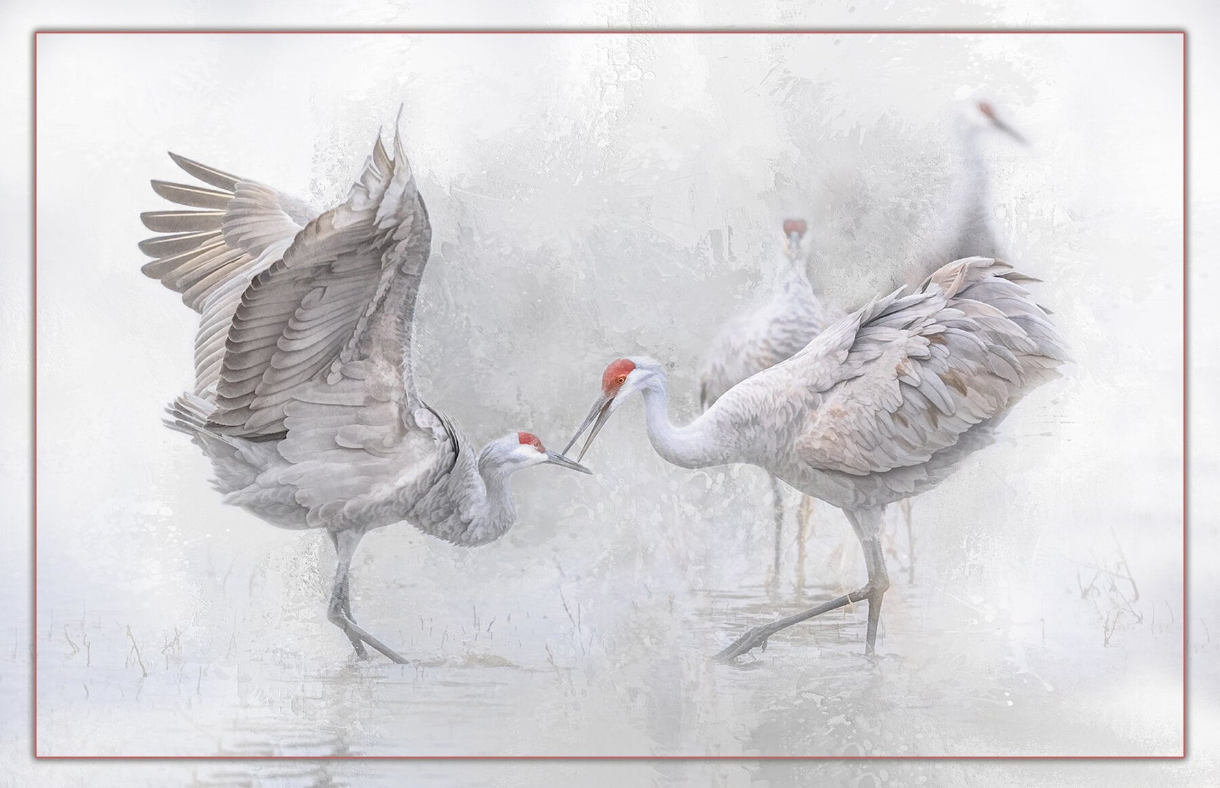 Sandhill Crane Mating Dance 24in x 15.5in