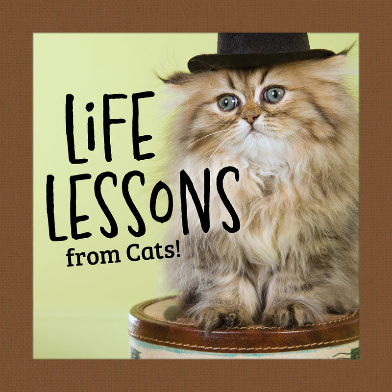 Life Lessons from Cats!