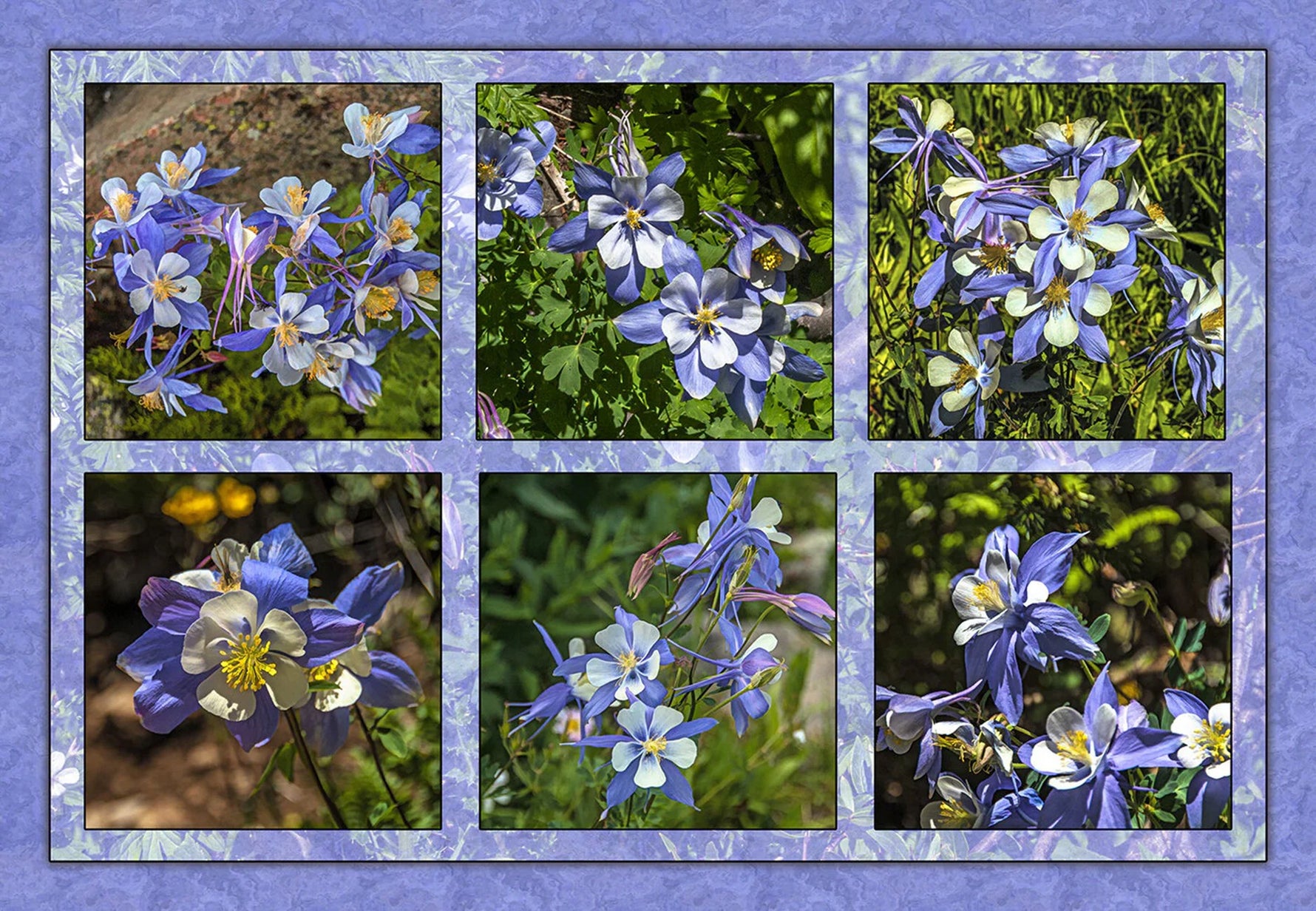 Six Columbine Composite Panel 26in x 18in