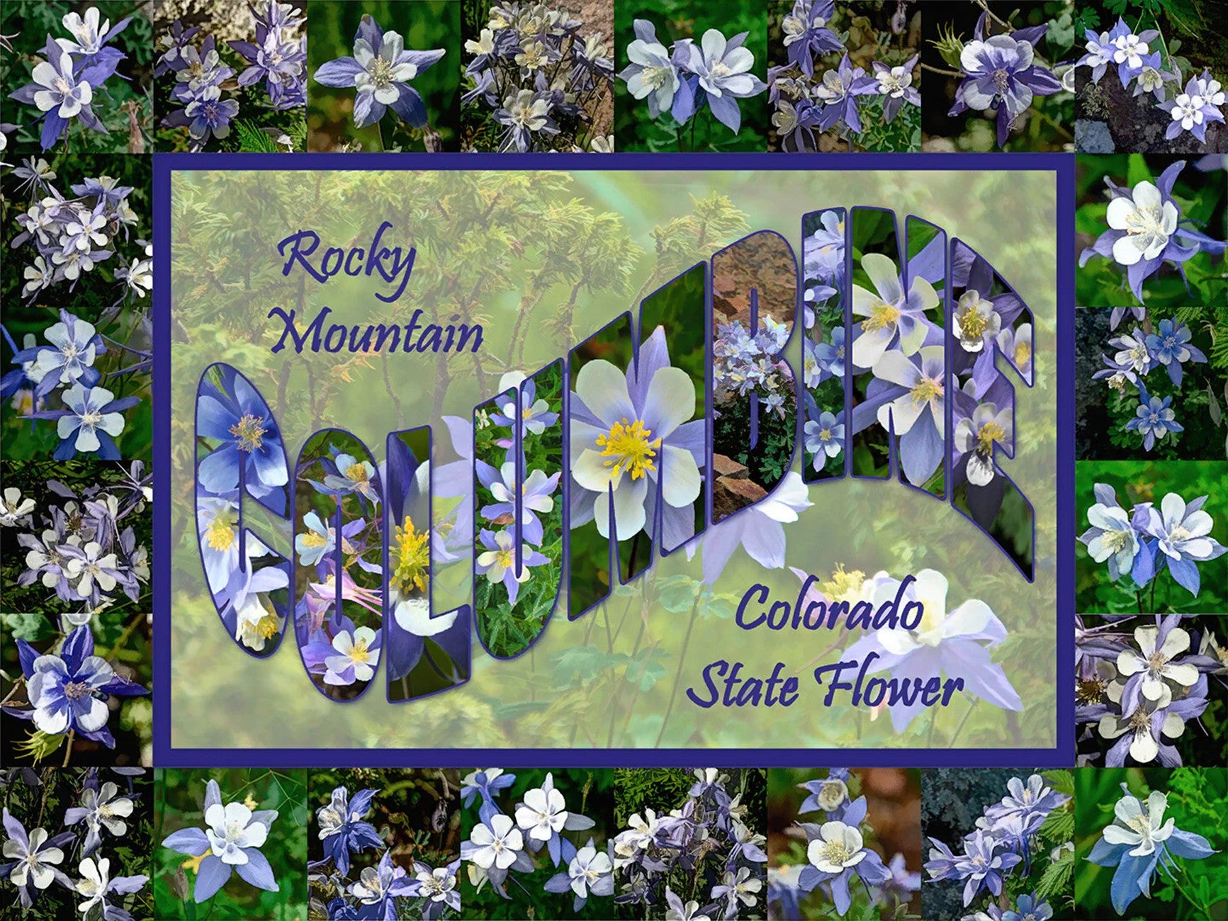 Columbine Large Letter Panel 34in x 26in