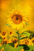 Solitary Sunflower 15x22.5in Panel