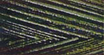Swirls Maxi-Lock Polyester Serger Thread 50wt 3000yds Variegated Foresty Mint