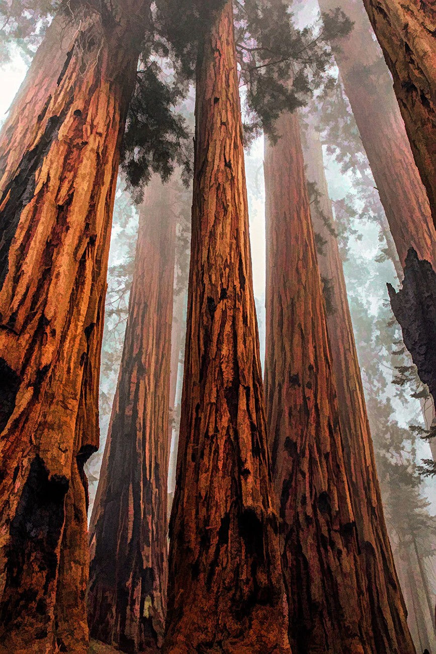 Redwood National Park Panel 21.75in x 16.75in