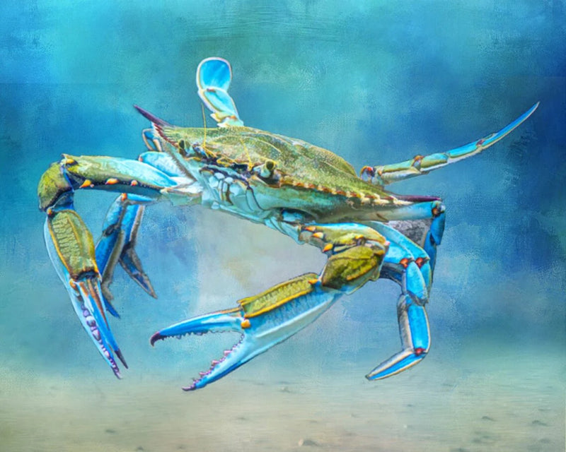 Atlantic Blue Crab Panel 20.5in x 17in
