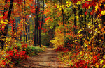 Fall Path Panel 20in x 13in