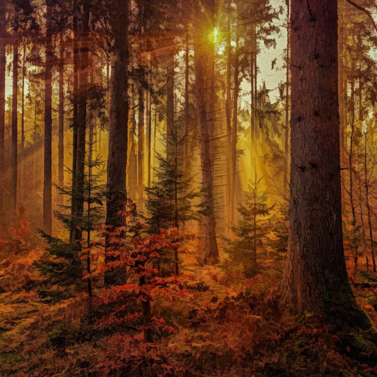 Sepia Fall Forest 14in x 14in