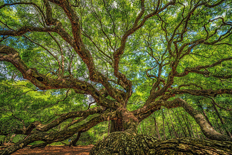 Angle Tree Johns Island Panel 24in x 16in