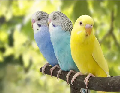 Colorful Parakeets 17x12.75in Panel