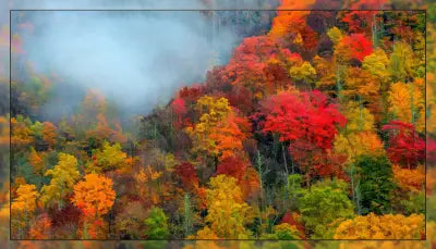 Fall Glory 35x20in Panel