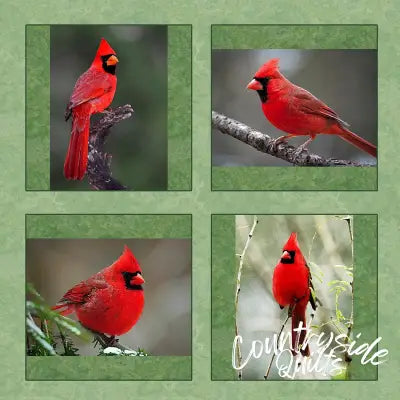 Four Cardinals Panel 16in x 17in