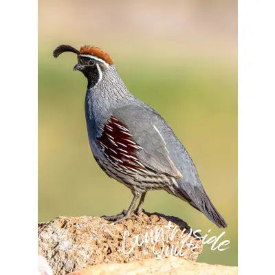 Gambel Quail Profile Panel 15in x 22in