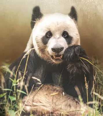 Giant Panda Bear 16.75x18.5in Panel