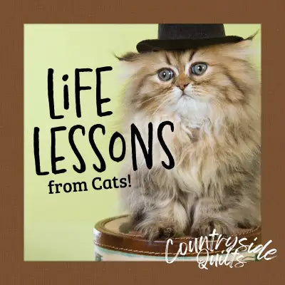 Life Lessons from Cats!