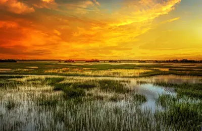 Marshy Sunrise 20x13in Panel