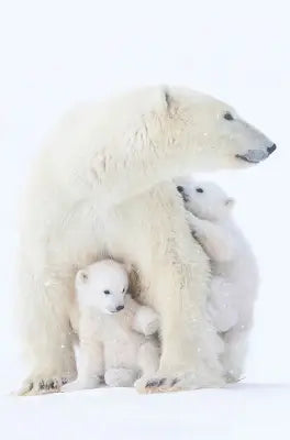 Mother and Cubs Polar Bear 24x15.5in Panel