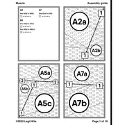 Muscle Pattern PT040