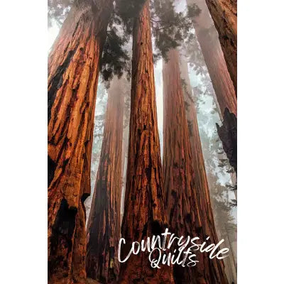 Redwood National Park Panel 21.75in x 16.75in