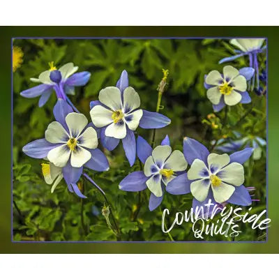 Single Columbine Panel 22in x 18in