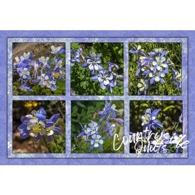 Six Columbine Composite Panel 26in x 18in
