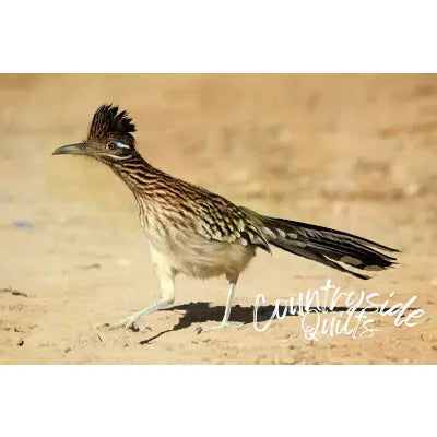 Westbound Roadrunner Panel 18in x 12in